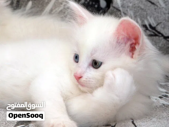 bebe Chats blancs et siamois
