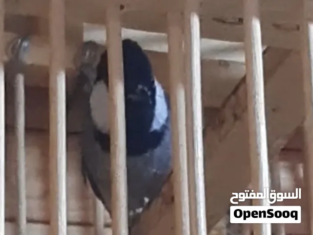 بلابيل للبيع..الوصف مهم راح انشر فيديو لواحد منهن هنا و الثاني راح انشرة منشور اخر