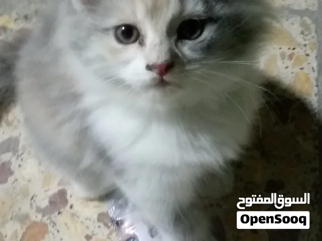قطط للتبني