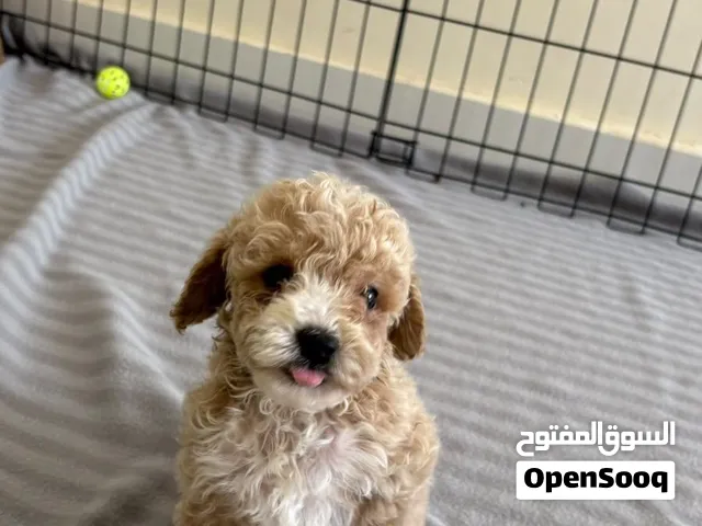 جراء توي بودل للبيع Toy Poodle