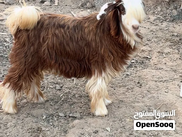 جدي مال دار