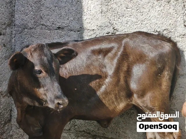 عجول وعجلات حال بيع سلاله ممتازه