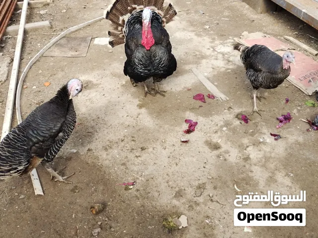 فسيفس ثنين نثاية وفحل نظيفات مال بيت