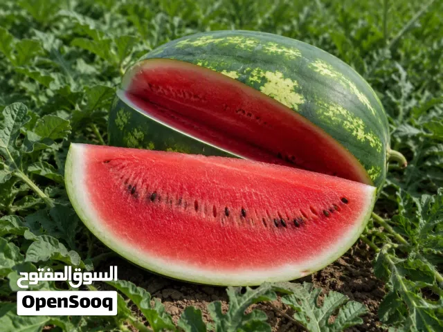 تصدير الطماطم والبطيخ والفواكه والخضروات من إيران