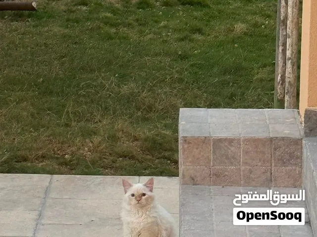قط للتبني بلا مقابل