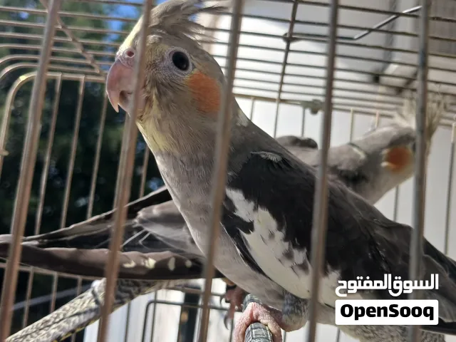 كروان عمر 10 أشهر شغال معو طيرة مروض الفحل سعرهن 400