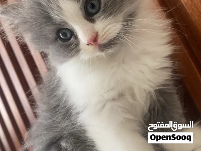 سلام عليكم ورحمة الله وبركاته عندي قطوصات للبيع بسعر ممتاز سعر وحدا 400