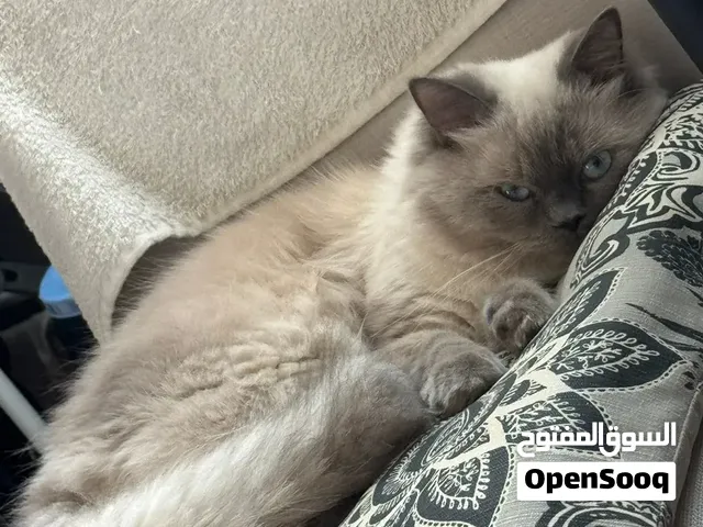 Free adoption: 18-month-old Himalayan male Cat