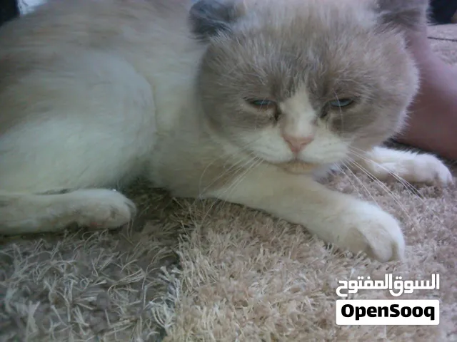 القطه ما فيها ولا عيب احلى قطه اليفه جدا