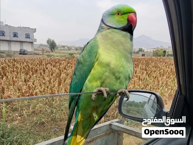 للبيع طائر دُرّة او للبدل بذكر