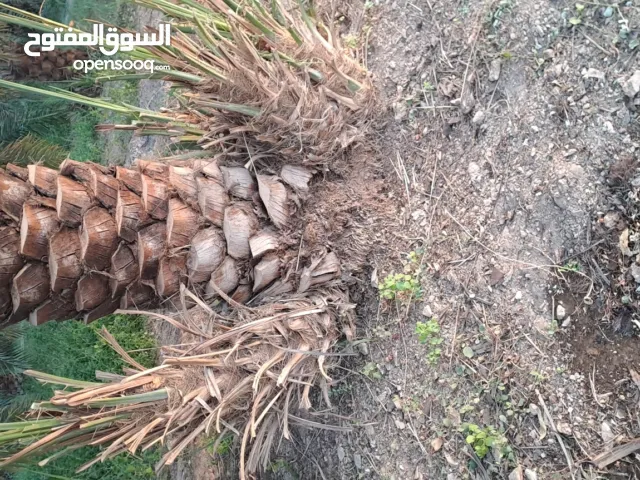 فسائل (صرم) خلاص