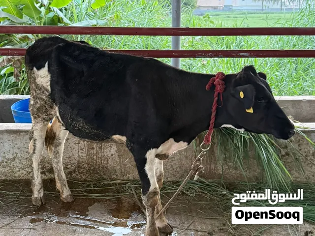 بقره هولنديه