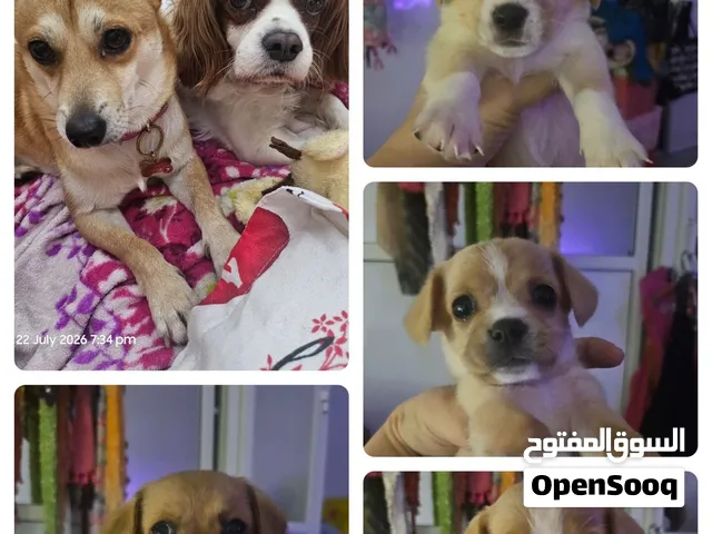 جراوي تشيلير عمر شهرين لعوبين متدربين