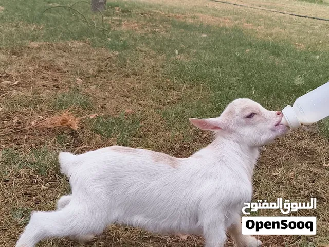 pqme baby goats for sale