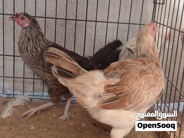 Egg Laying Hens For Sale