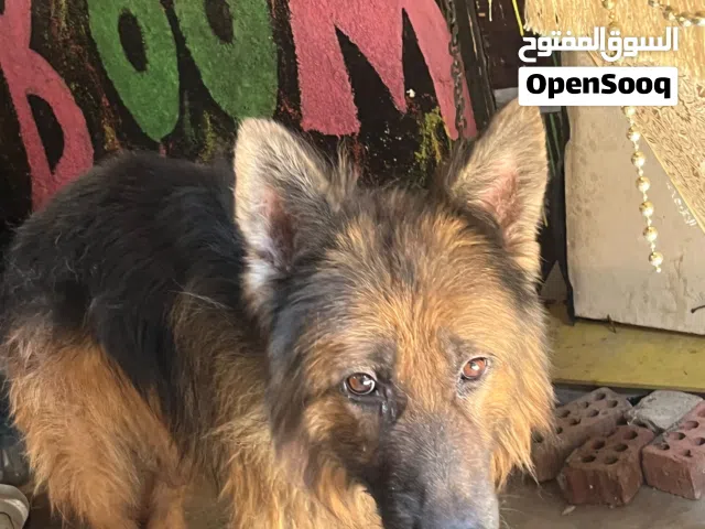 كلاب جيرمن تقلبيب محترم للبيع كسحه و ديل للأرض و مسك اسود