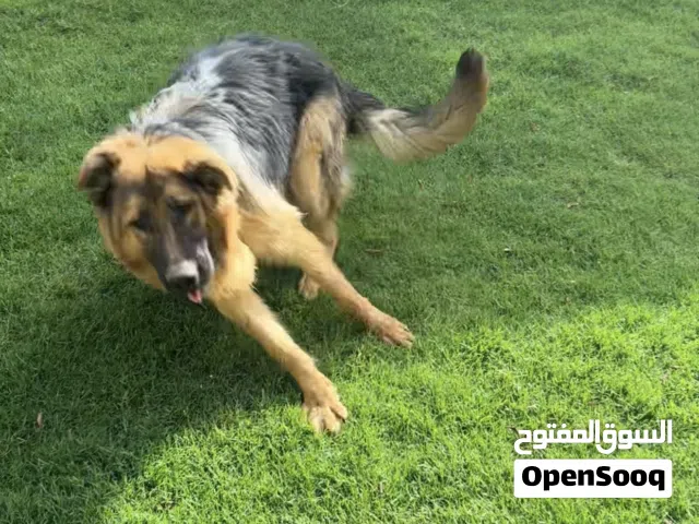 3 كلاب جيرمن شيبرد اصلي