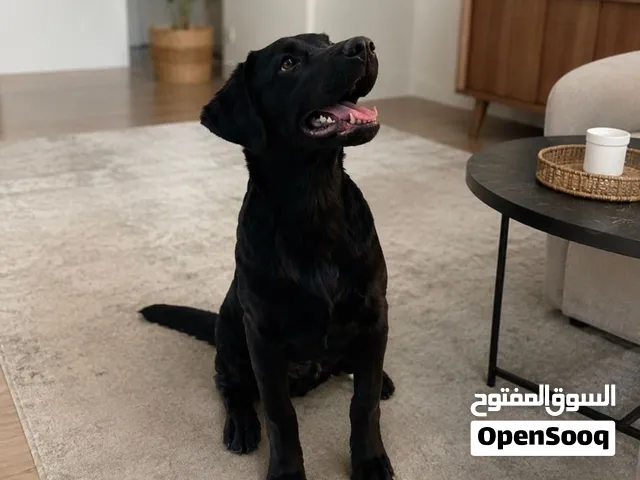 جیرمن بلاک Black German Shepherd Male and female available.puppy