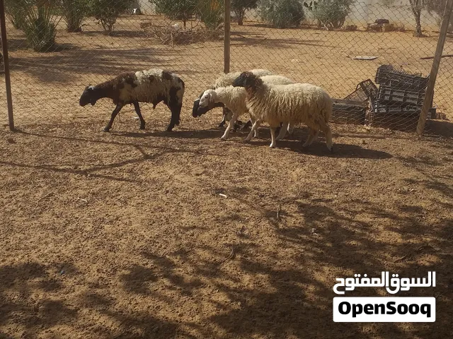 افطايم للبيع