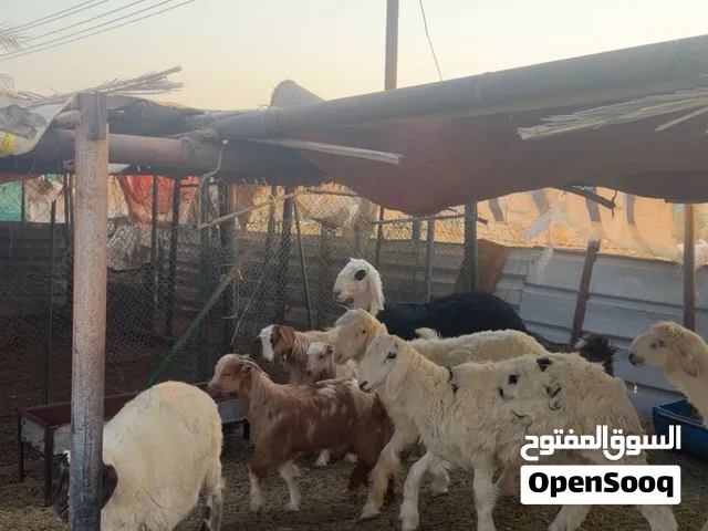 خرفان وتيوس للبيع