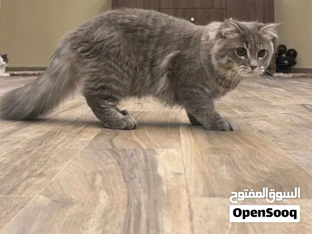 قطط جميلة للبيع  uae الشارقة shj