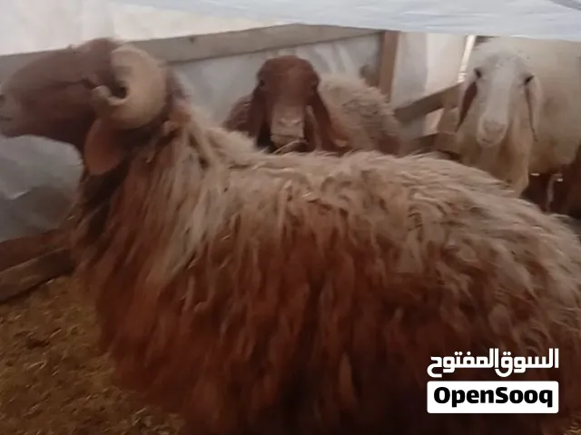 أغنام للبيع  التواصل ع الرقم بالعنوان