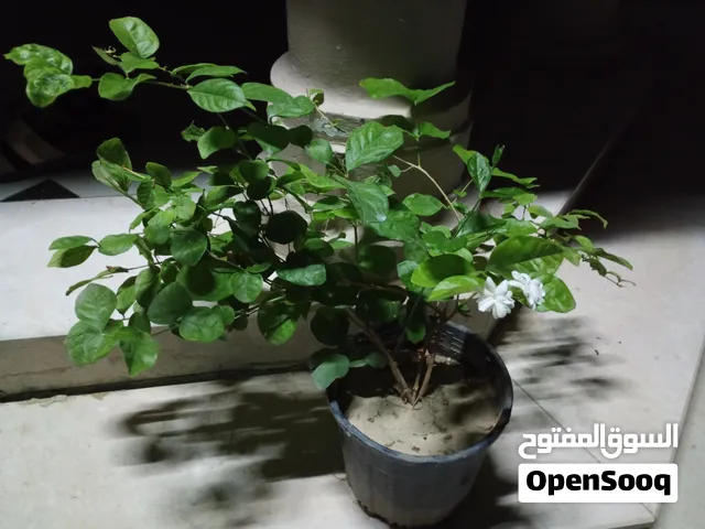 ياسمين ونرجس وجهنميه