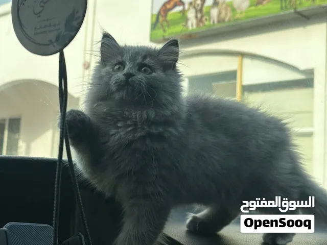 قطه انثى جميله الأم شيرازيه و الأب سكوتش العمر 3 شهر
