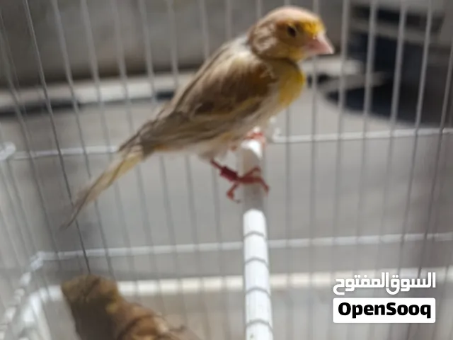 اناثي كناري حبات حلوه  وانواع نادره