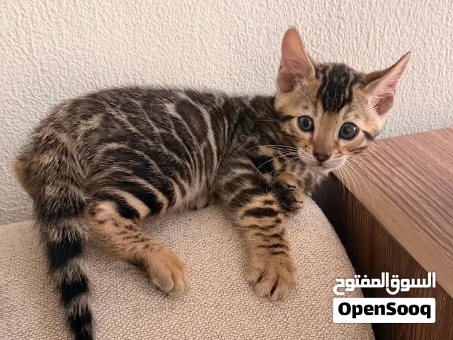 Bengal kitten pure