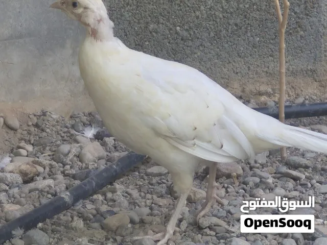 للبيع زوج فزن
