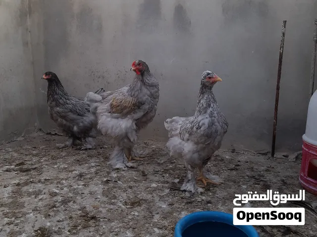 متاح طقمين براهما العمر 3 أشهر ونص