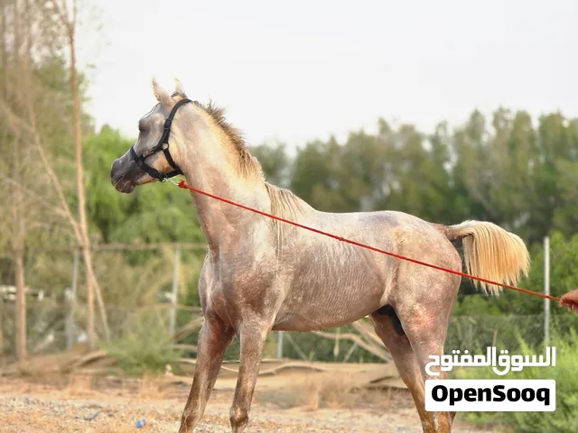 Stallion  age 4 years  height 160