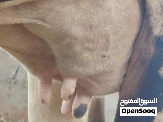 بقره حليب جيرسي