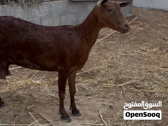 شاه صلاله  دبسيه ولده وحده مال حليب وسمينه