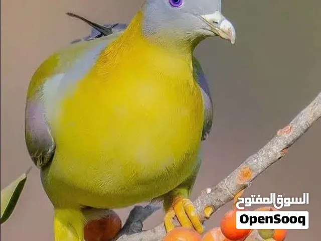 مطلوب انثى يمام الفاكهة