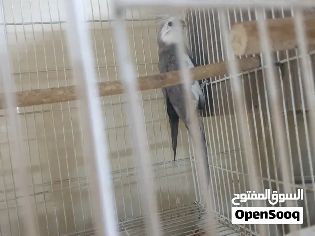 زوج كوكتيل انكليزي