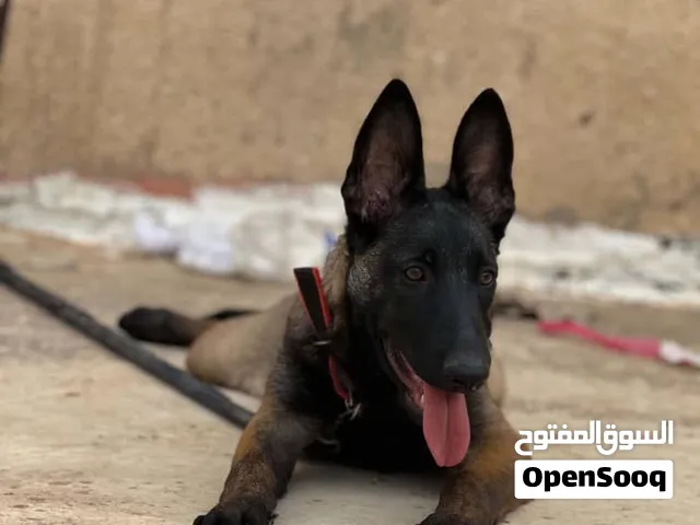 انتيه ملينو عمره 4 شهور حجا ربي يبرك لي يبي يكسب اسعر 1500