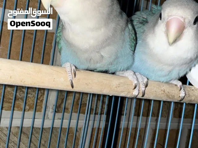 زوج روز فايلت فيس وينفع للنتاج وينفع للأطفال 40ریال قابل