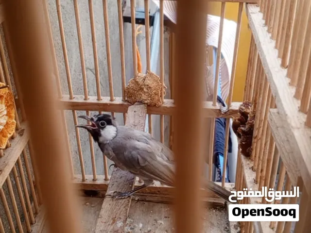 سلام عليكم بلبل مخلف وحشي لبيع أقره الوصف
