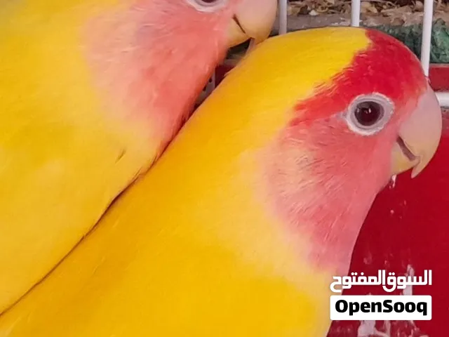 طيور روز ذكر وانثى 100/100