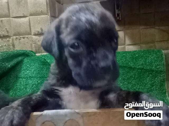 جراوي بيتبول بولي عمر 40يوم تقليب عالي