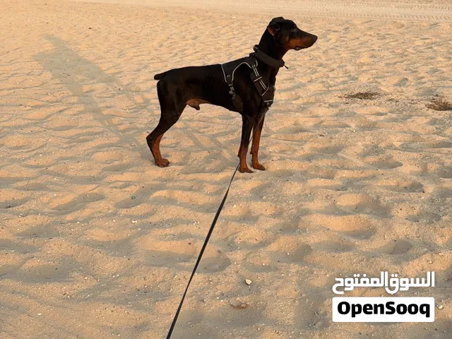 Male Doberman for sale
