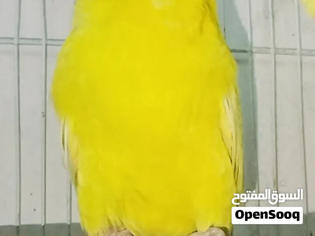 ثلاث جواز حب للبيع