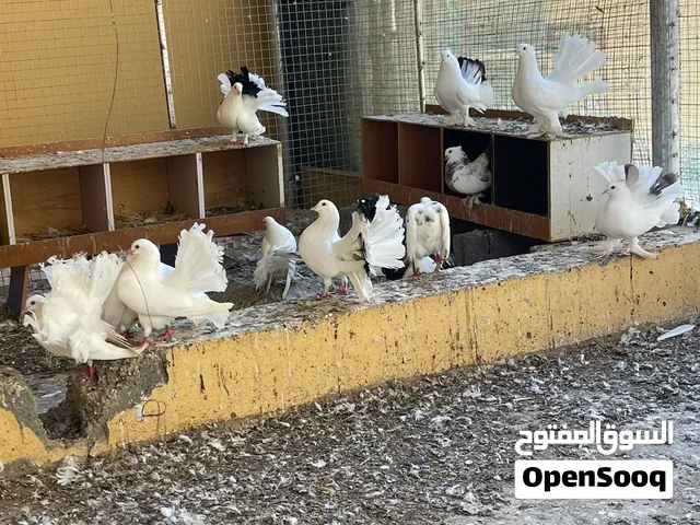 حمام شمسي للبيع العدد 21معظهمً زوج بيع جمله اوالبدل بدجاج