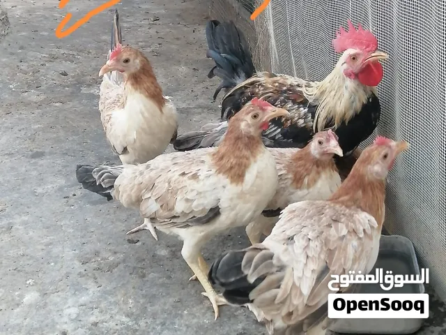 دجاج مطوك كريمي