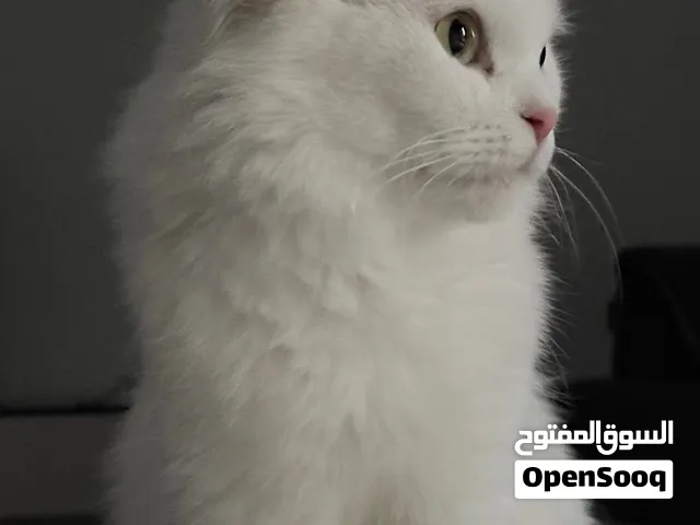 قطة فارسية حبوبه وو دوده