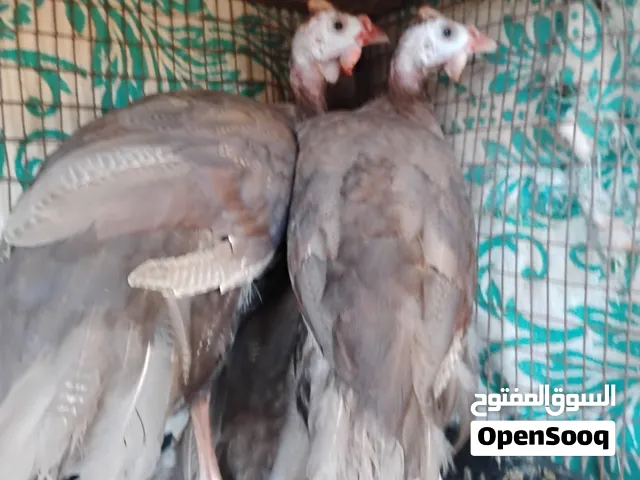 كوبيا فرعوني قهوي