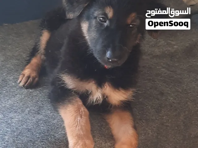 جرو 60 يوم للبيع