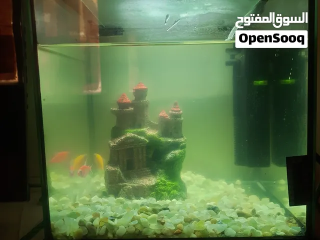 fish with fish tank